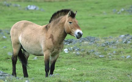 Przewalski's horse Przewalski39s horse Symbolic animal adoptions from WWF