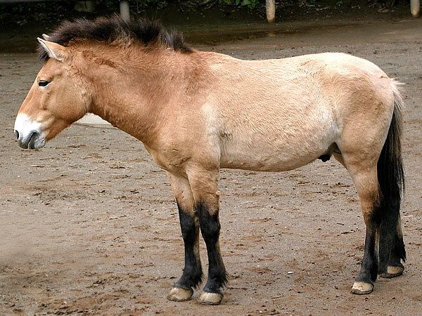 Przewalski's horse Przewalski39s HorseEndangered animals listOur endangered animals