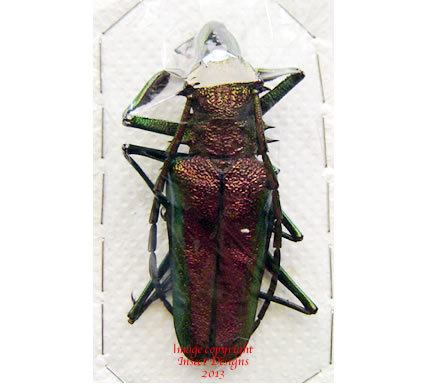 Psalidognathus Insect Designs Beetles Cerambycidae Psalidognathus friendi