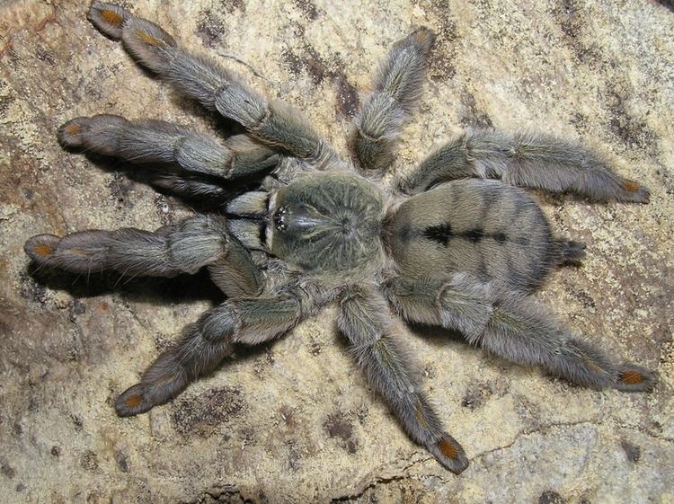 Psalmopoeus cambridgei Psalmopoeus cambridgei Madrpkok Pinterest Chevron and Search