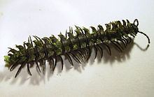 Psammodesmus bryophorus httpsuploadwikimediaorgwikipediacommonsthu