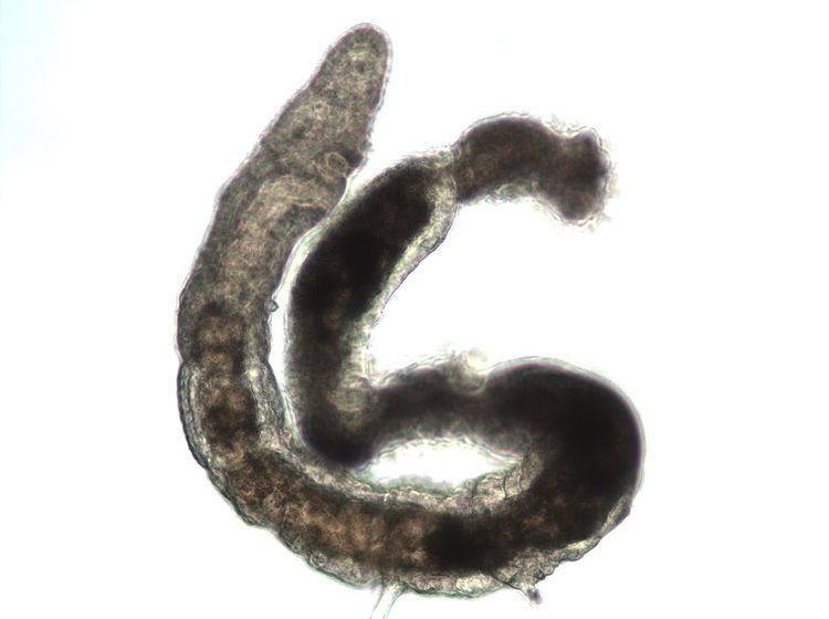 Psammodrilus balanoglossoides