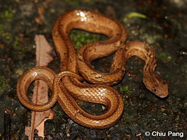 Psammodynastes pulverulentus wwwbioschhkuhkecologyhkreptilessnakeimages