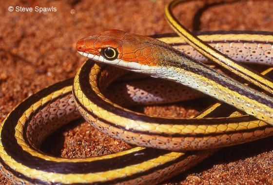 Psammophis Psammophis punctulatus The Reptile Database