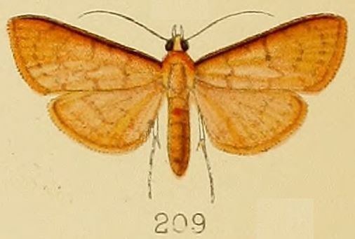 Psara (moth)