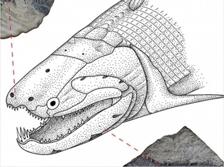 Psarolepis Enamel Evolved from Fish Scales Dentistry Today