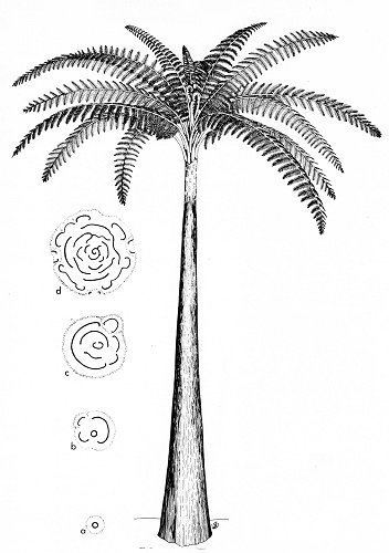 Psaronius The tree fern Psaronius