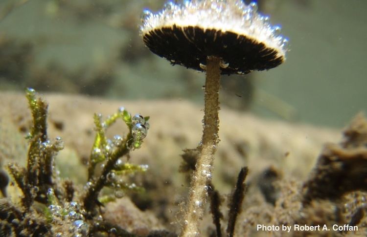 Psathyrella aquatica Mushrooms underwater