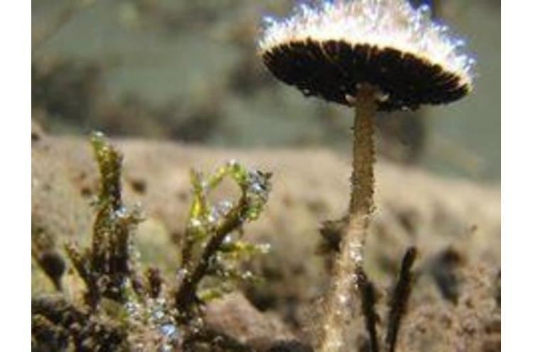 Psathyrella aquatica Underwater Mushroom Photograph Courtesy Robert Coffan Southern