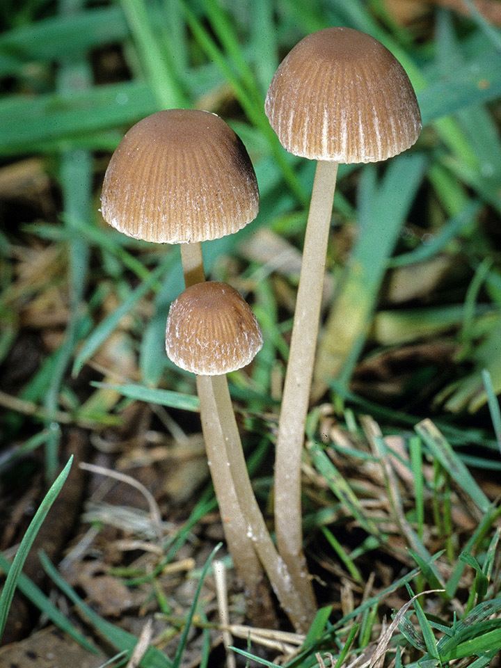 Psathyrella California Fungi Psathyrella corrugis