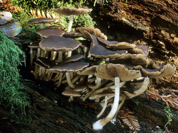 Psathyrella piluliformis California Fungi Psathyrella piluliformis