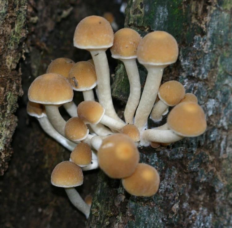 Psathyrella piluliformis Common Stump Brittlestem Psathyrella piluliformis NatureSpot