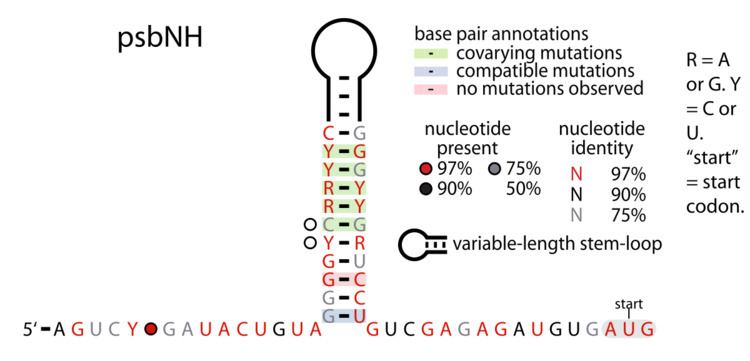 PsbNH RNA motif