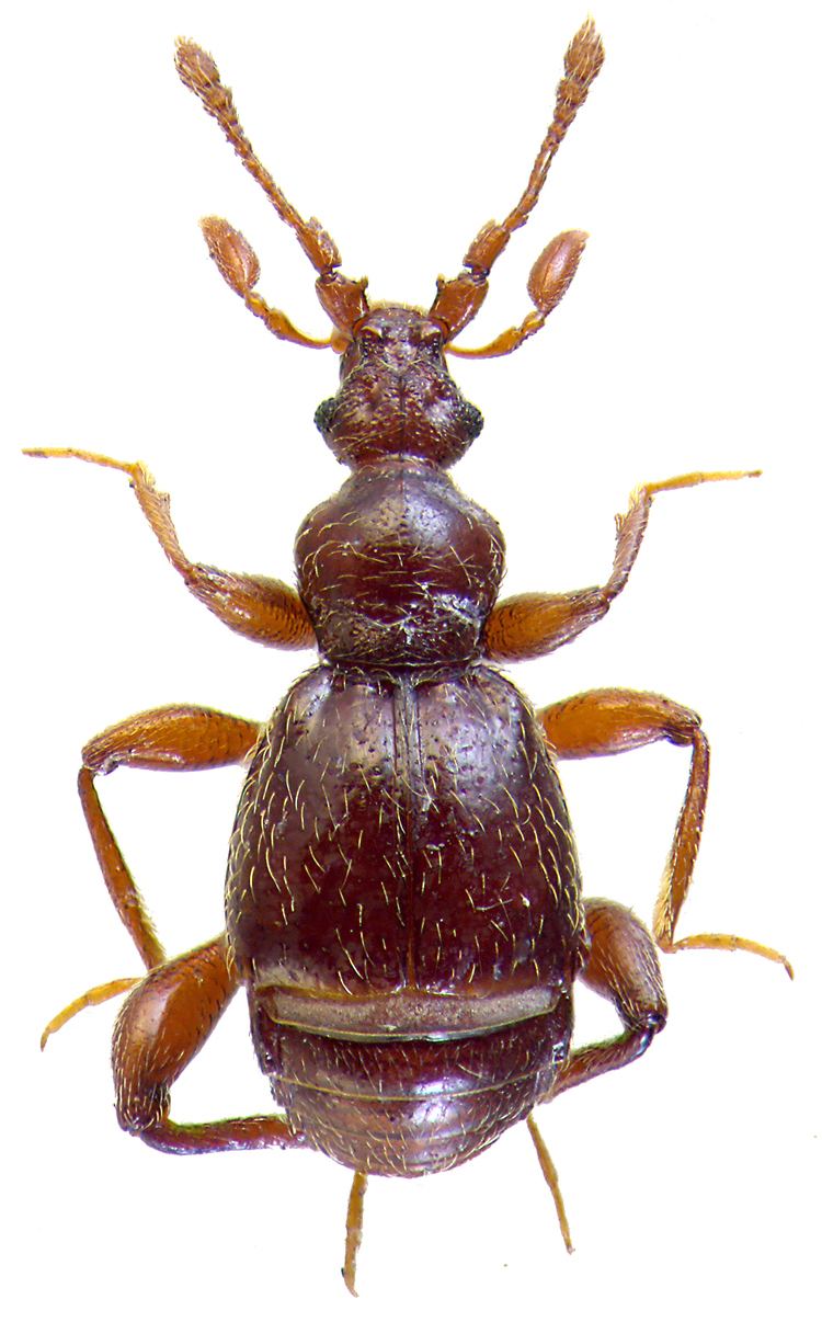 Pselaphinae The Pselaphinae Coleoptera Staphylinidae of Bulgaria