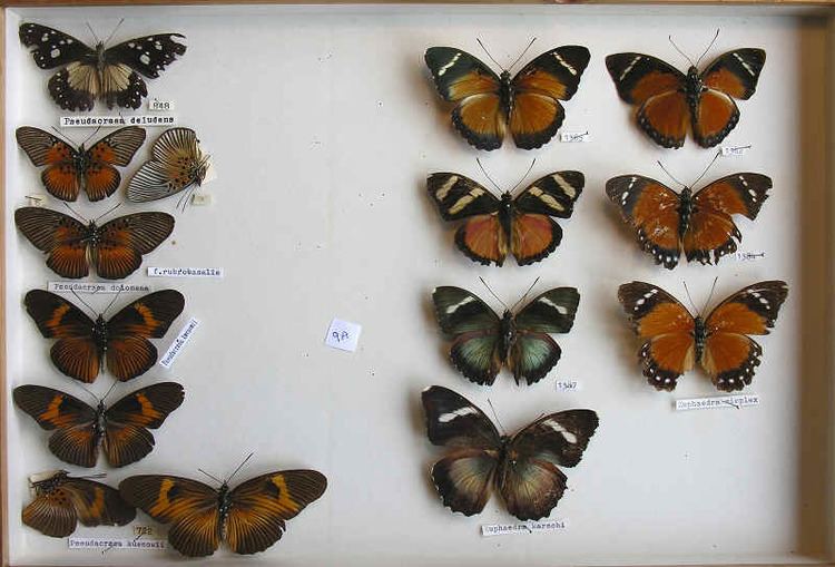Pseudacraea The RC Dening Collecton butterflies Pseudacrea and Euphaedra