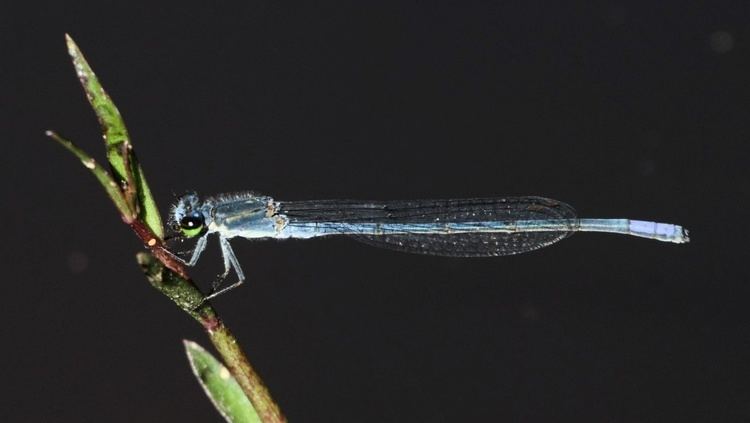Pseudagrion draconis