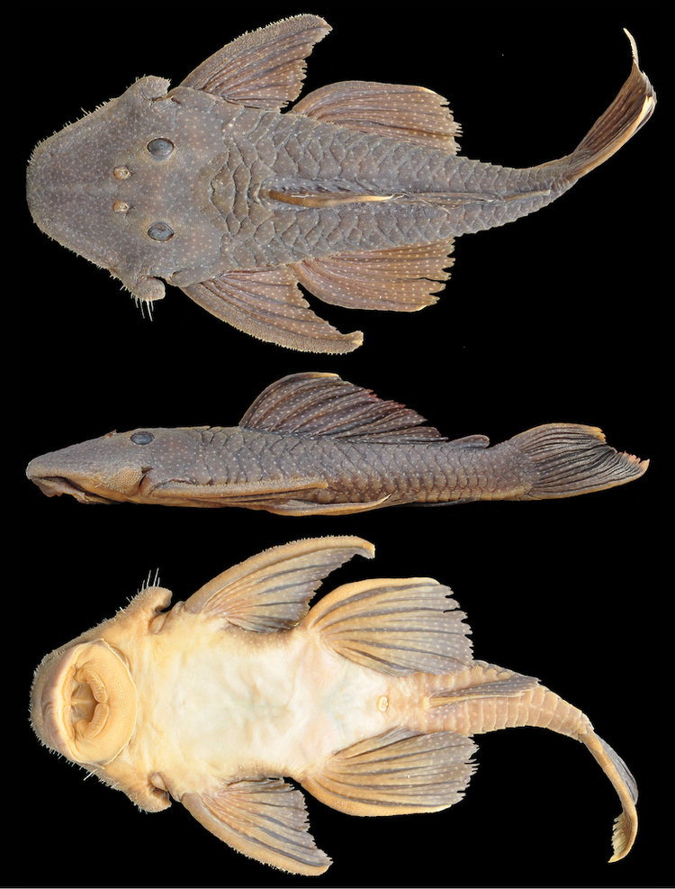 Pseudancistrus Two new species of Pseudancistrus Siluriformes Loricariidae from