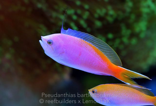 Pseudanthias bartlettorum Reef Nuggets 5 Pseudanthias and notes regarding feeding and