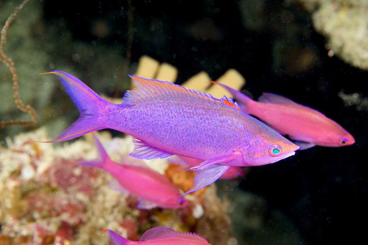 Pseudanthias Awesome Fish Spotlight Who took a tuka and made it pascalus