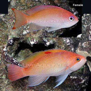 Pseudanthias hypselosoma Saltwater Aquarium Fish for Marine Aquariums Stocky Anthias Female