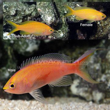 Pseudanthias parvirostris Saltwater Aquarium Fish for Marine Aquariums Sunset Anthias