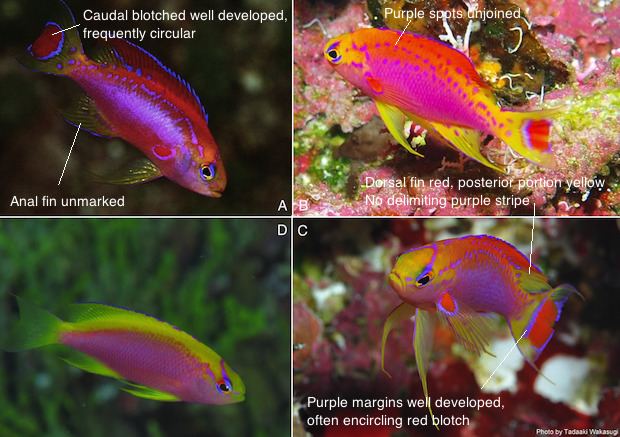 Pseudanthias ventralis Diversity and forms of the Pseudanthias ventralis species flock How