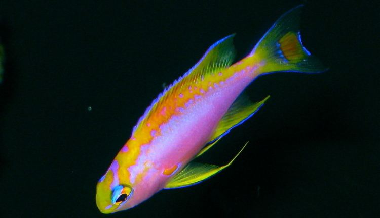 Pseudanthias ventralis Diversity and forms of the Pseudanthias ventralis species flock How