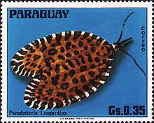 Pseudatteria leopardina httpsuploadwikimediaorgwikipediacommonsthu