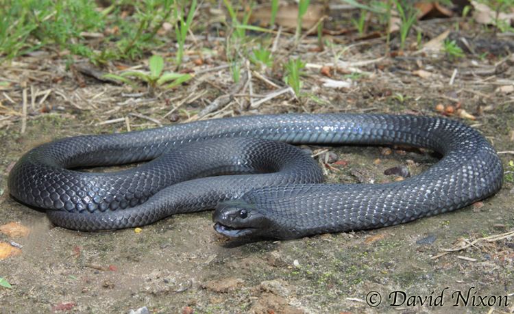 Pseudechis Pseudechis guttatus Spotted black snake Pseudechis mortonensis