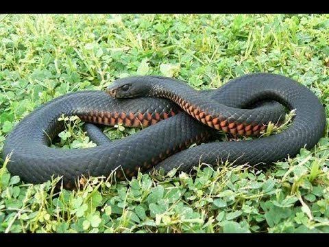 Pseudechis Redbellied Black Snake Pseudechis porphyriacus YouTube