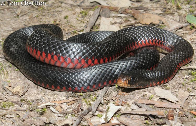 Pseudechis CalPhotos Pseudechis porphyriacus Redbellied Black Snake