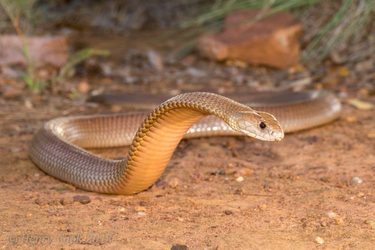 Pseudechis australis King Brown Snake Pseudechis australis Flickr