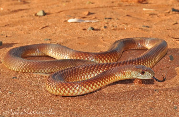 Pseudechis australis Mulga Snake Pseudechis australis St George region QLD Flickr
