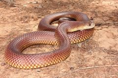 Pseudechis australis Mulga snake Pseudechis australis at the Australian Reptile Online
