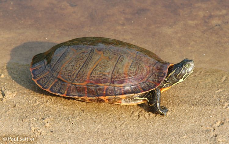 Pseudemys Northern Redbellied Cooter