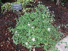 Pseuderanthemum tuberculatum httpsuploadwikimediaorgwikipediacommonsthu