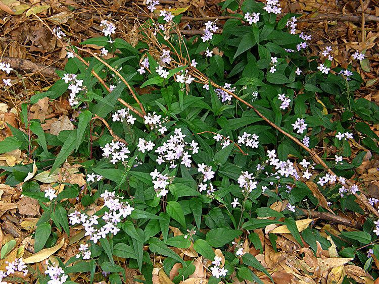 Pseuderanthemum variabile 118 Pseuderanthemum variabile ACANTHACEAE Love flower Flickr