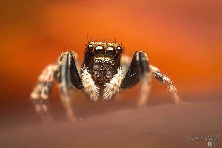 Pseudeuophrys Pseudeuophrys lanigera jumping spider by Mario Cehulic