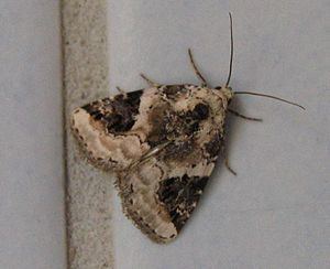 Pseudeustrotia candidula httpsuploadwikimediaorgwikipediacommonsthu