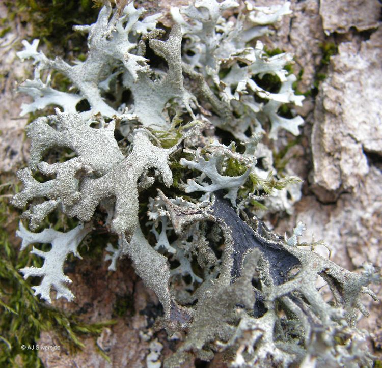 Pseudevernia furfuracea Pseudevernia furfuracea images of British lichens