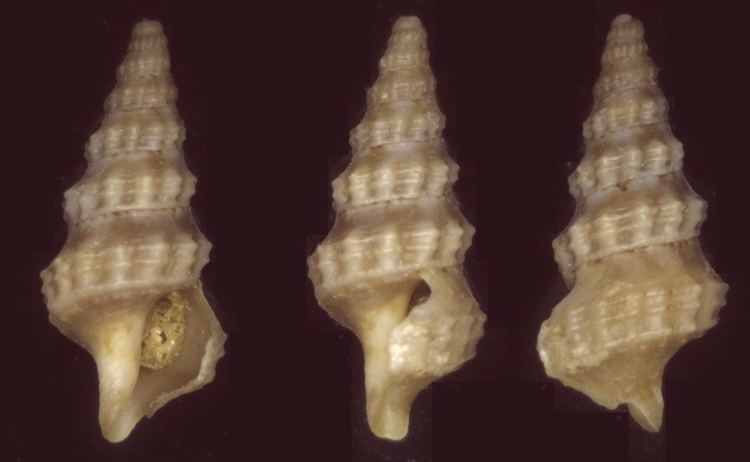 Pseudexomilus fenestratus