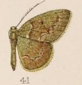 Pseudiodis albidentula