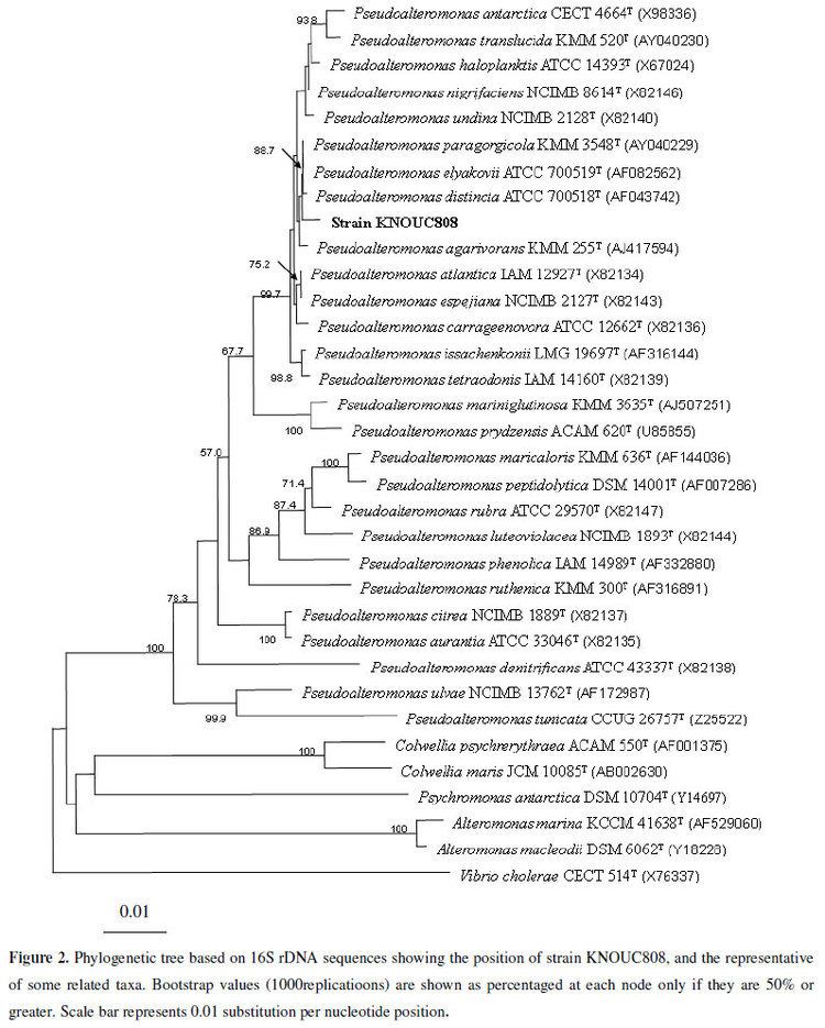Pseudoalteromonas Antarctic marine bacterium Pseudoalteromonas sp KNOUC808 as a