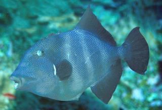 Pseudobalistes Pseudobalistes naufragium Stone Triggerfish Discover Life