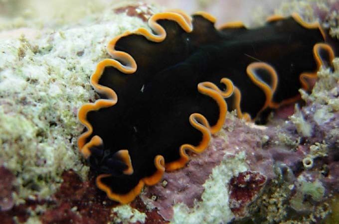 Pseudobiceros seaslugsfreefrflatwormimagepseudobicerosperi