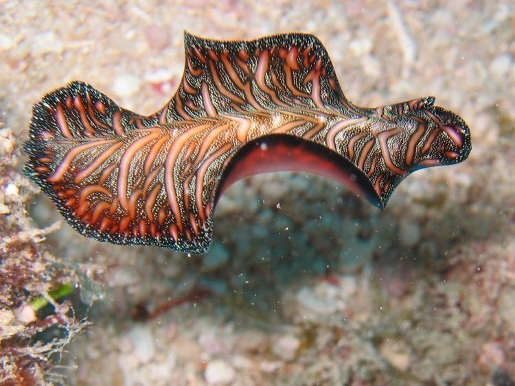 Pseudobiceros bedfordi Pseudobiceros Bedfordi