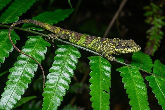 File:Pseudocalotes kakhienensis, Kakhyen Hills long-headed lizard (female)  - Doi Phu Kha National Park (48566183662).jpg - Wikimedia Commons