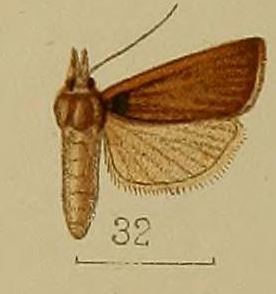 Pseudocatharylla