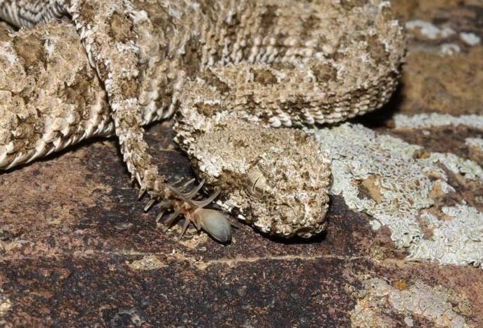 Pseudocerastes Spidertailed horned viper Wikipedia