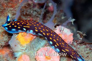 Pseudoceros Phylum Platyhelminthes Flatworms